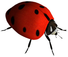 insects & Ladybug free transparent png image.