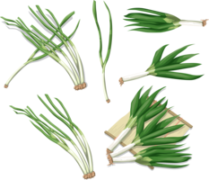 vegetables & Leek free transparent png image.