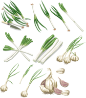 vegetables & Leek free transparent png image.