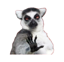 animals & Lemur free transparent png image.