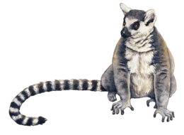 animals & Lemur free transparent png image.