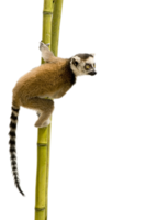 animals & Lemur free transparent png image.