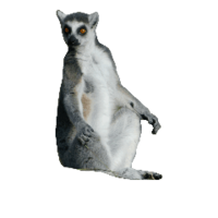 animals & lemur free transparent png image.