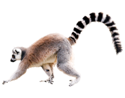 animals & Lemur free transparent png image.