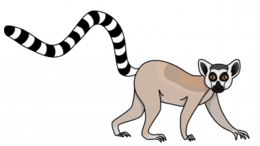 animals & Lemur free transparent png image.