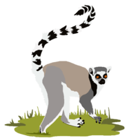 animals & lemur free transparent png image.