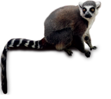 animals & Lemur free transparent png image.