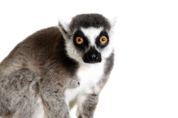 animals & lemur free transparent png image.