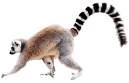 animals & Lemur free transparent png image.