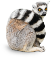 animals & Lemur free transparent png image.