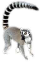 animals & Lemur free transparent png image.