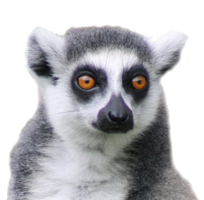 animals & Lemur free transparent png image.