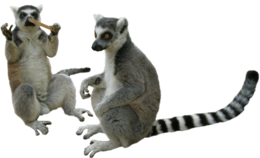 animals & Lemur free transparent png image.