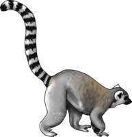 animals & lemur free transparent png image.