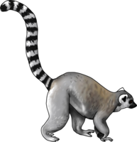 animals & Lemur free transparent png image.