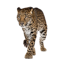 animals & leopard free transparent png image.