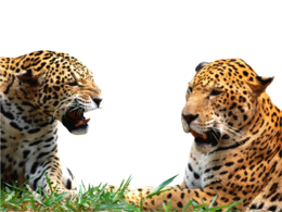 animals & Leopard free transparent png image.