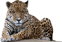 animals & leopard free transparent png image.