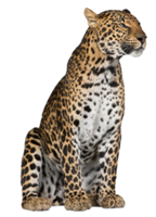 animals & Leopard free transparent png image.