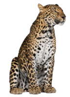 animals & leopard free transparent png image.