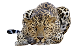 animals & leopard free transparent png image.