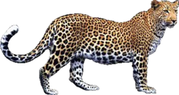 animals & Leopard free transparent png image.