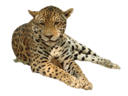 animals & leopard free transparent png image.