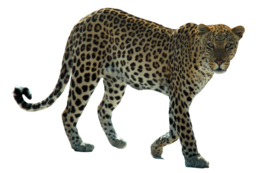 animals & Leopard free transparent png image.