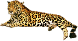animals & Leopard free transparent png image.