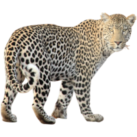 animals & leopard free transparent png image.