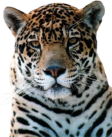 animals & leopard free transparent png image.