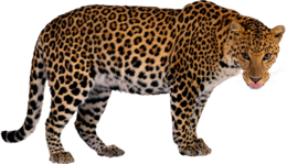 animals & Leopard free transparent png image.