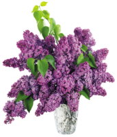 flowers & Lilac free transparent png image.