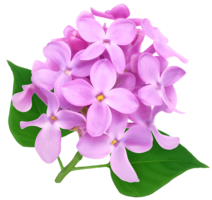 Lilac&flowers png image