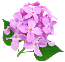 flowers & Lilac free transparent png image.