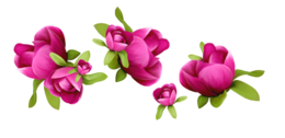 flowers & lilac free transparent png image.