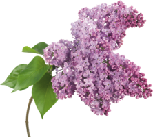 flowers & Lilac free transparent png image.