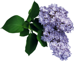 flowers & lilac free transparent png image.