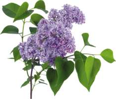flowers & Lilac free transparent png image.