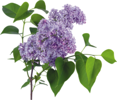 flowers & lilac free transparent png image.