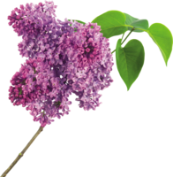 flowers & Lilac free transparent png image.