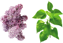 flowers & lilac free transparent png image.