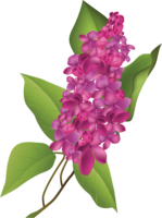 flowers & Lilac free transparent png image.