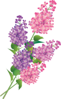 flowers & lilac free transparent png image.