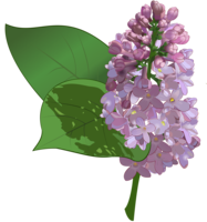 flowers & lilac free transparent png image.