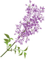 flowers & lilac free transparent png image.