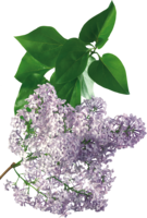 flowers & Lilac free transparent png image.