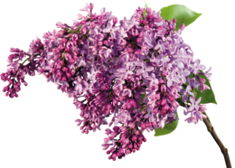 flowers & Lilac free transparent png image.