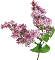 flowers & lilac free transparent png image.