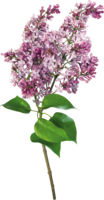 flowers & lilac free transparent png image.
